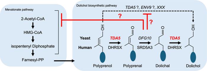 Proposed model for dolichol biosynthesis in budding yeast