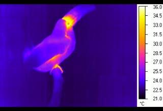 Toucan Uses its Bill to Keep Cool (6 of 6)