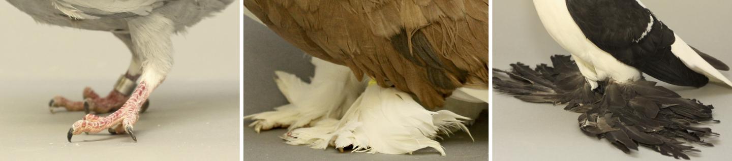 Pigeon Feet