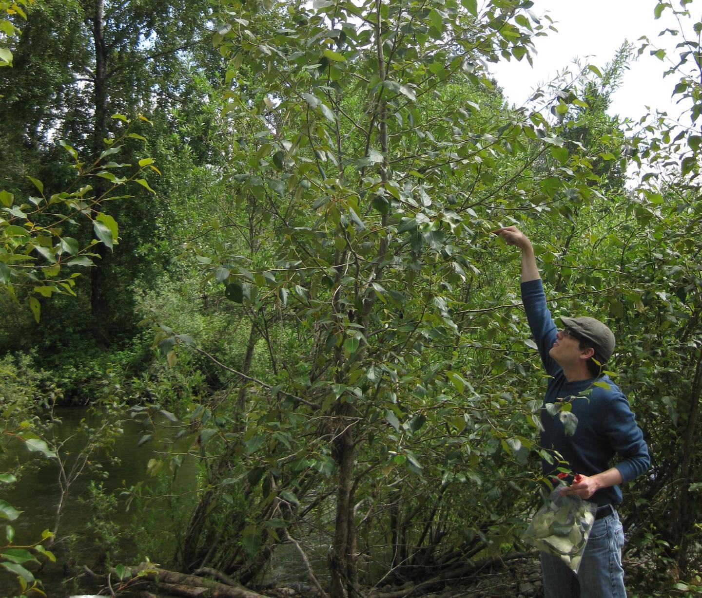Sampling Poplar