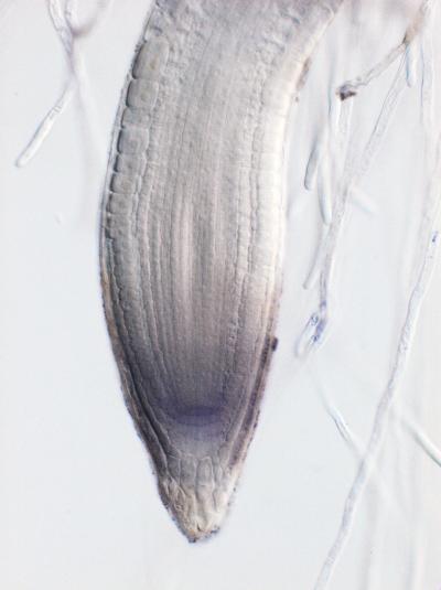 Plant Study Reveals Root Regulator (1 of 2)
