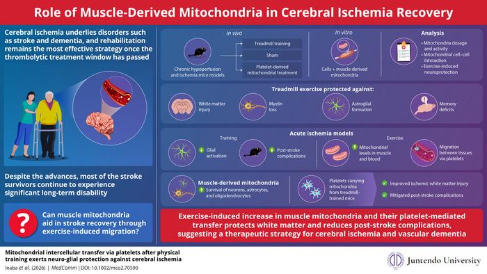 Exercise-induced mitochondria aid recovery from cerebral ischemia