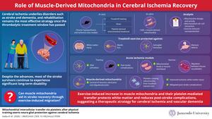 Exercise-induced mitochondria aid recovery from cerebral ischemia