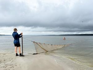 Striped Bass Seine Survey