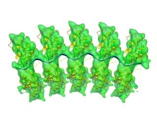 How a Bullet-Shaped Virus Assembles (2 of 5)