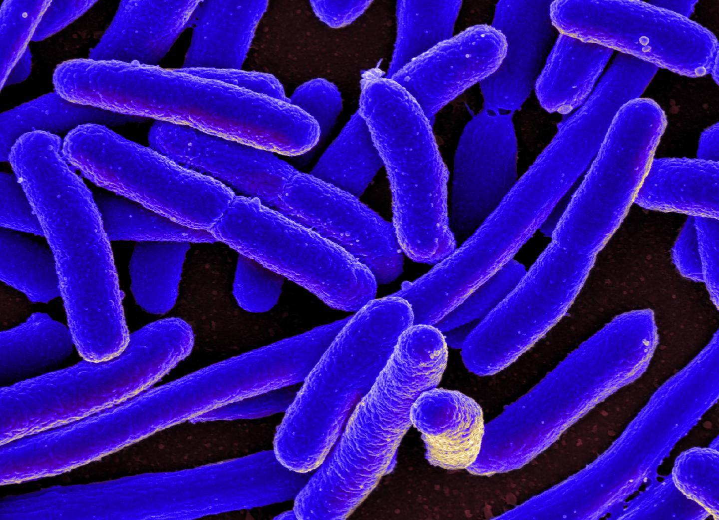 <i>E. coli</i> Bacteria