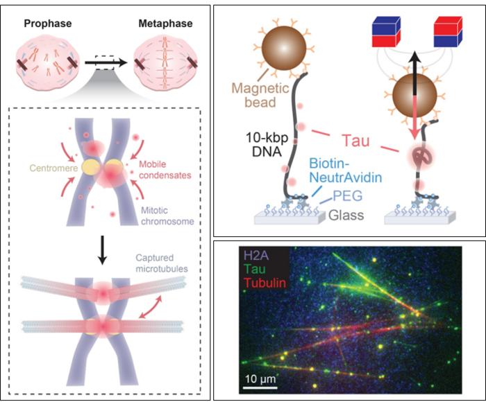 Tau–DNA Condensates Facilitate Chromosome–Microtubule Connections During Cell Division