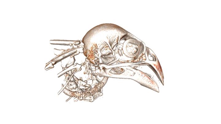 Finch Scan