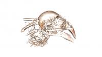 Finch Scan