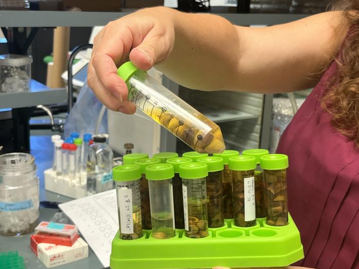 Pistachios in scientific tube