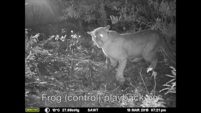 Pumas Flee when They Hear Human Voices