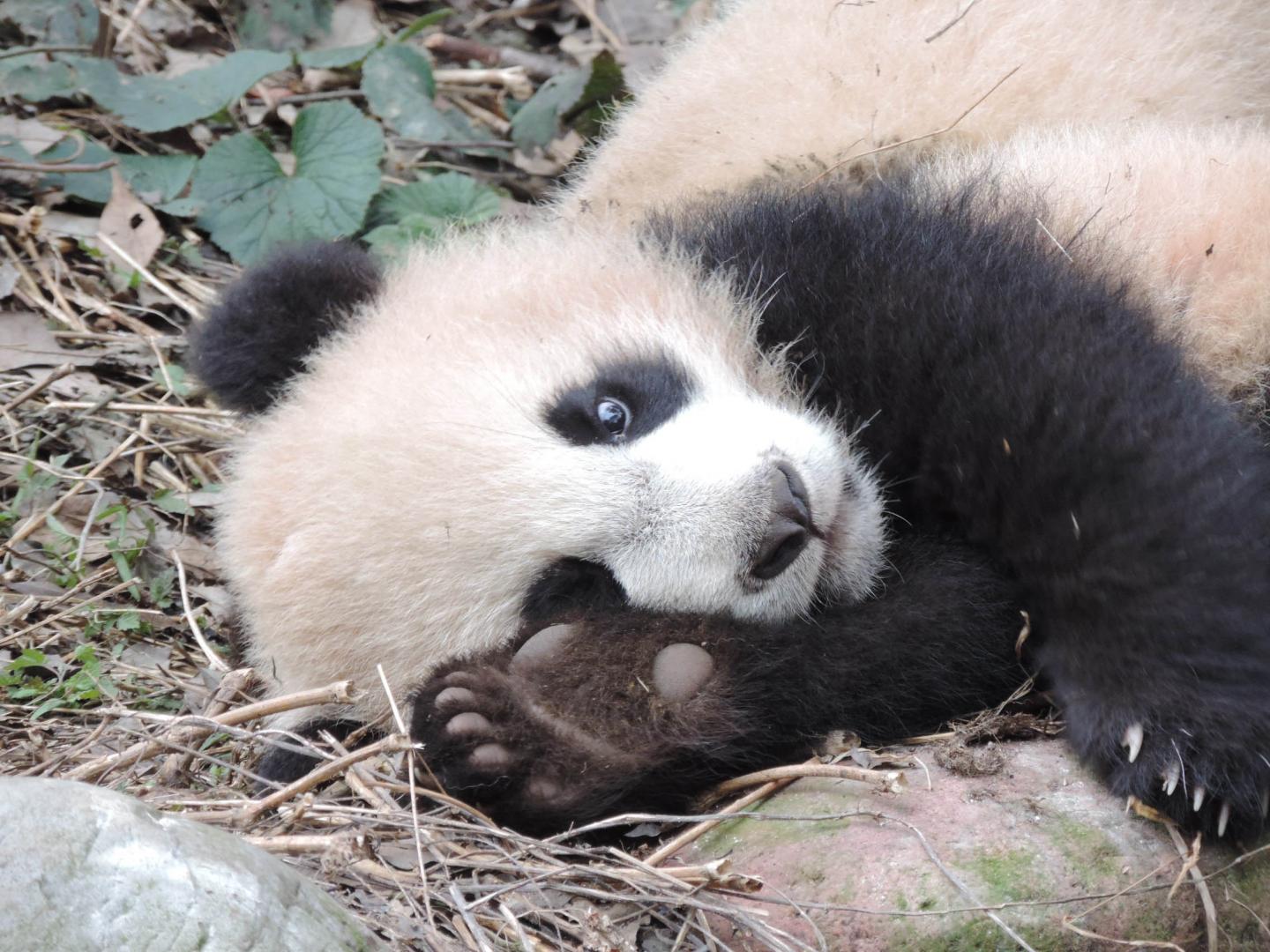 Using Footprints to Identify and Monitor Giant Pandas in the Wild