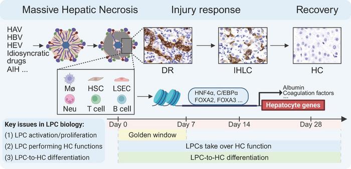 The scheme summarises critical aspects of MHN-associated ALF.