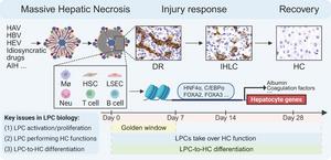 The scheme summarises critical aspects of MHN-associated ALF.