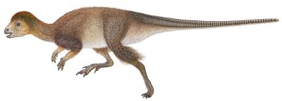 Feathers More Widespread among Dinosaurs (2 of 7)