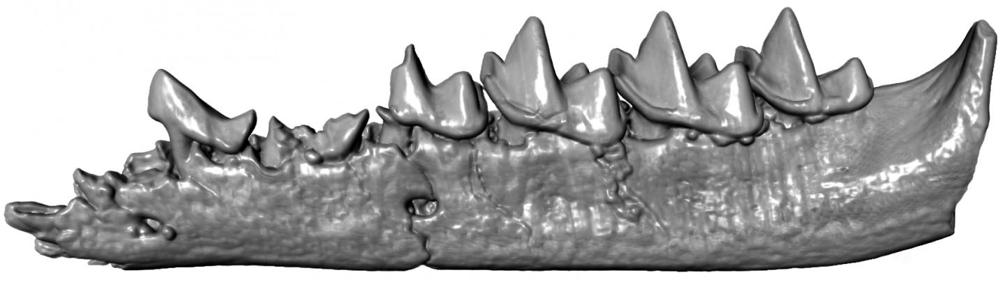 3D Jawbone