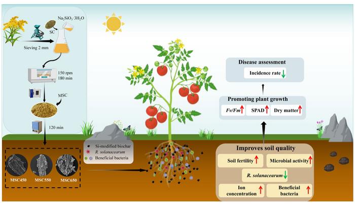 Silicon-modified Solidago canadensis L. biochar suppresses soilborne disease and improves soil quality
