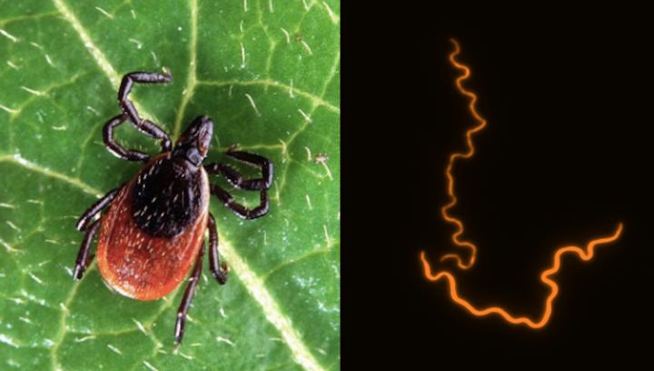 Deer Tick and Lyme Disease Bacteria