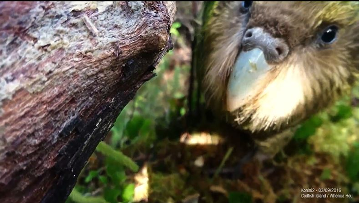 Kākāpō
