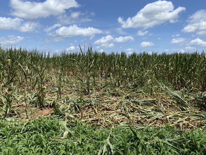 Crop damage