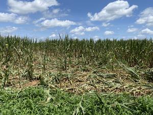 Crop damage