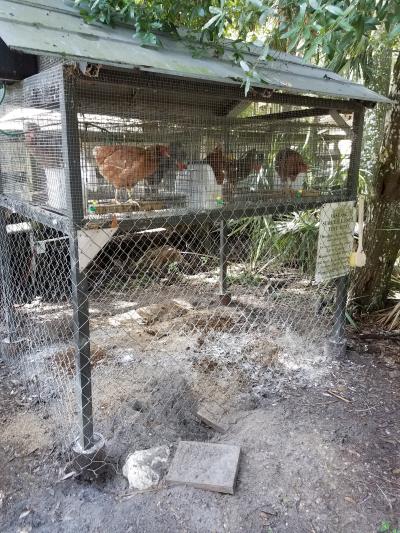 Sentinel Chickens 