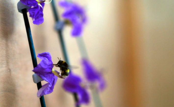 Bees