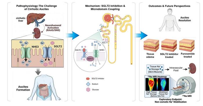 Repurposing SGLT2 Inhibitors for Cirrhotic Ascites: From Mechanistic Research to Clinical Exploration