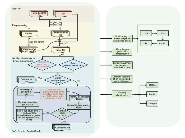 quota_Anchor: a strand and whole genome duplication–aware collinear gene identification tool