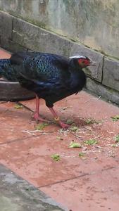 Vietnam pheasant in Hanoi Zoo