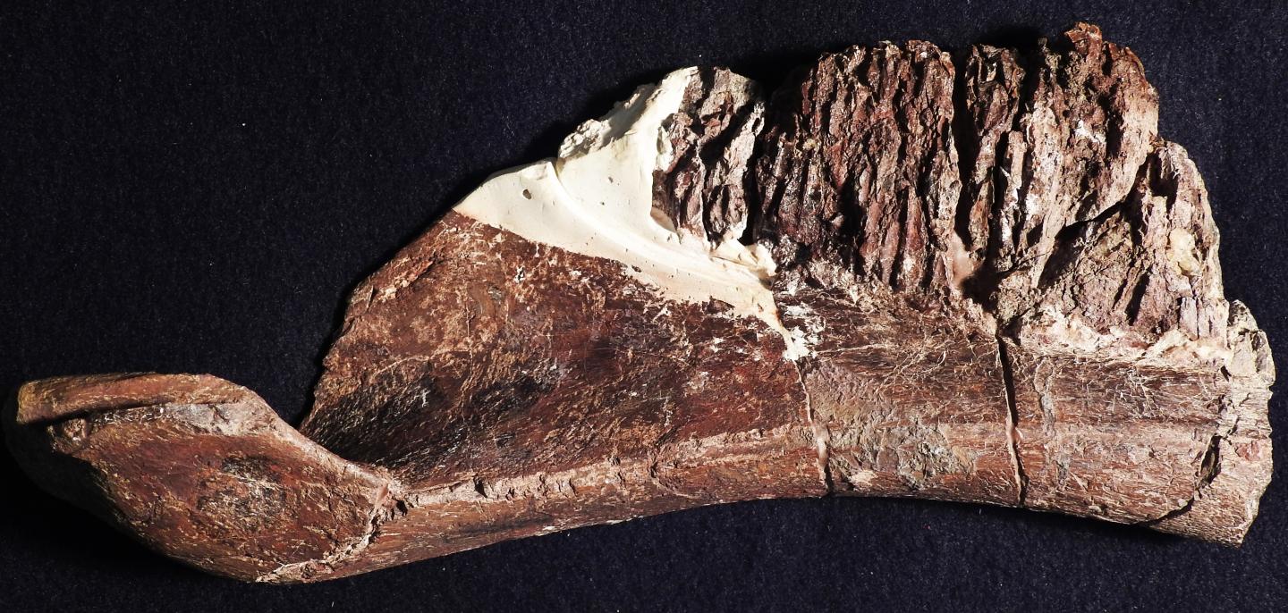 <em>Aquilarhinus Palimentus</em> Bone