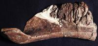 <em>Aquilarhinus Palimentus</em> Bone