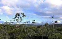More than 40% of Gymnosperms Threatened with Extinction