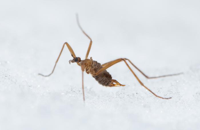 Snow fly