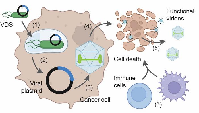 virus-delivering Salmonella_umass amherst