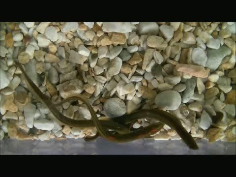 Lamprey Spawning Behavior