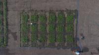 Aerial Field Trials
