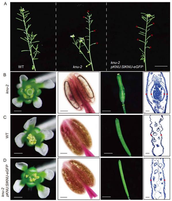 Iridoids dynamic is positively associated with temperature in S. ningpoensis.