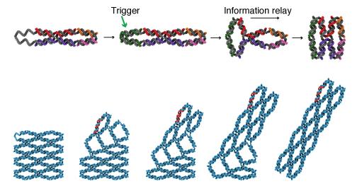DNA Accordion Arrays