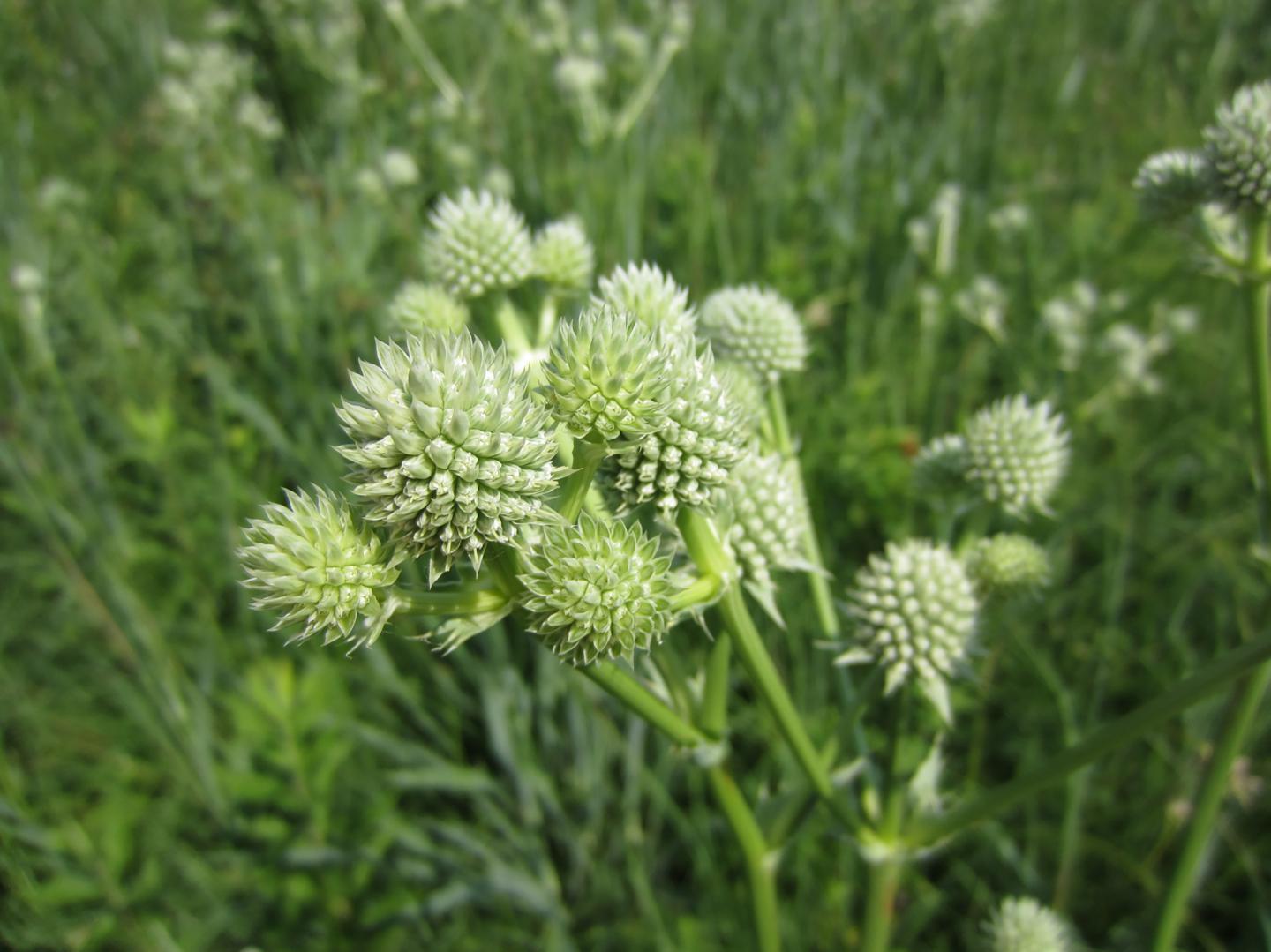 The pace of plant community change is accelerating in remnant prairies (1 of 2)
