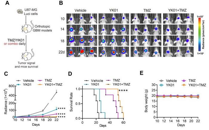 YK01 combined with temozolomide (TMZ) can synergically inhibit glioblastoma multiforme (GBM) growth in vivo.