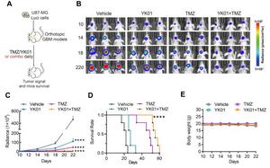 YK01 combined with temozolomide (TMZ) can synergically inhibit glioblastoma multiforme (GBM) growth in vivo.