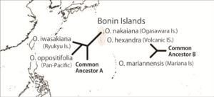 Distribution of Ochrosia species