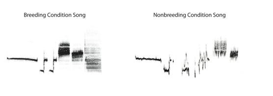 Neurons Die Naturally, Songs Degrade