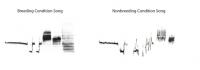 Neurons Die Naturally, Songs Degrade