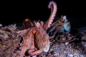 Octopus Raising Arm
