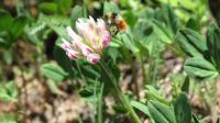 Bombus incognitus or Bombus sylvicola 2