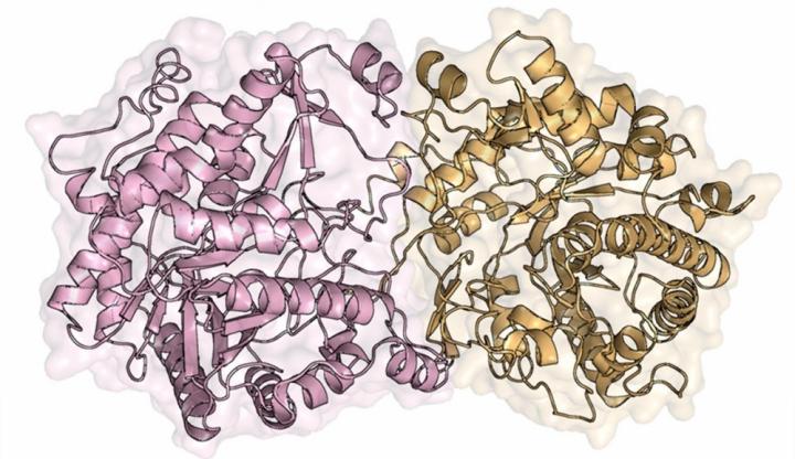 Beta-glucosidase