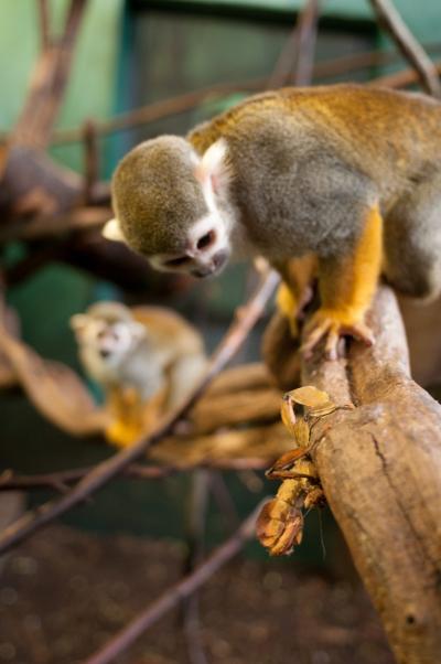 Squirrel Monkey (2 of 2)