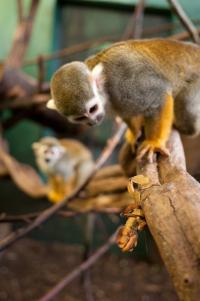 Squirrel Monkey (2 of 2)